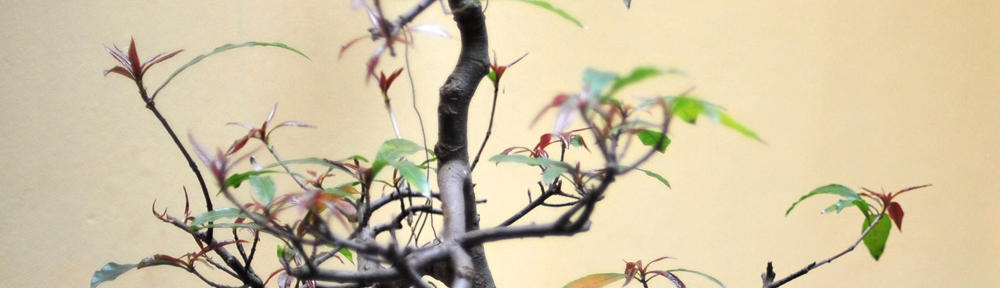 Abteilung Lehrinnovationen – Digitale Lehre & E-Learning an der Hochschule Rhein-Waal 